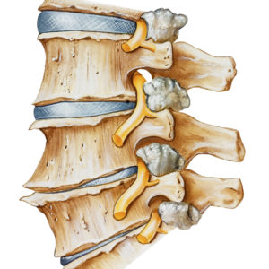 Spine